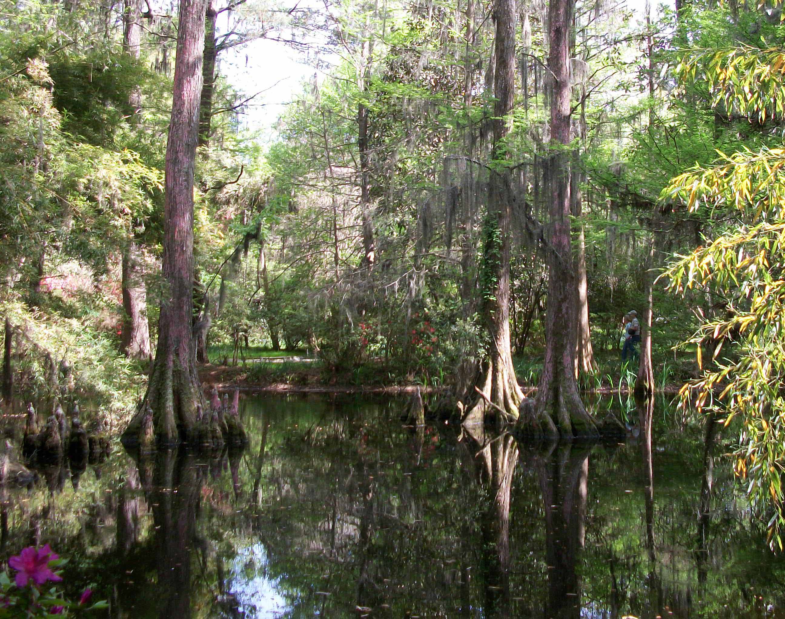 Magnolia Gardens Swamp